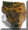 12-cryphaeus (trilobit).jpg (97541 bytes)