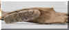 11-mastadon dii.jpg (77949 bytes)