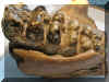 11-mastadon.jpg (148626 bytes)