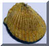 12-pecten1.jpg (86989 bytes)