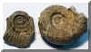 14-arietites.jpg (113906 bytes)