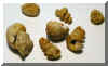 14-gastropod3.jpg (83703 bytes)